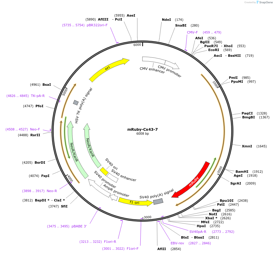 55856-plasmid-map-sequence-id-201674
