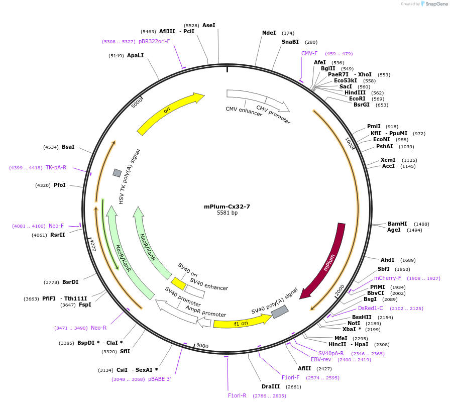 55960-plasmid-map-sequence-id-201675