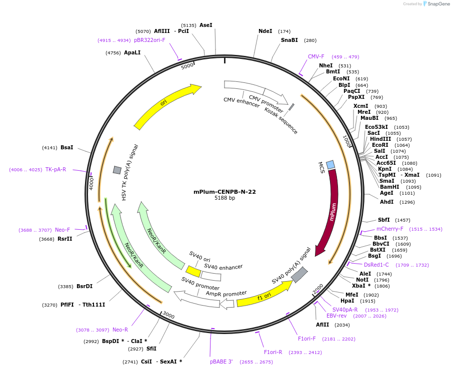 55957-plasmid-map-sequence-id-201676