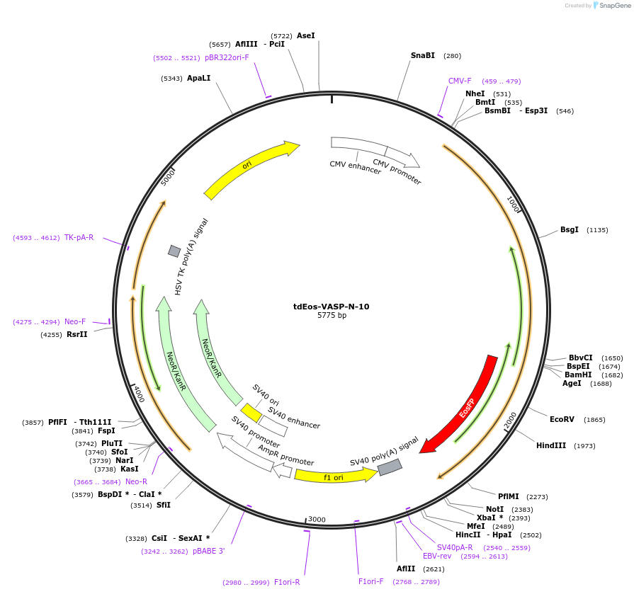 57686-plasmid-map-sequence-id-201679