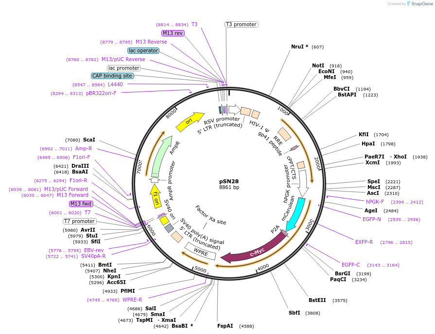 100113-plasmid-map-sequence-id-201682