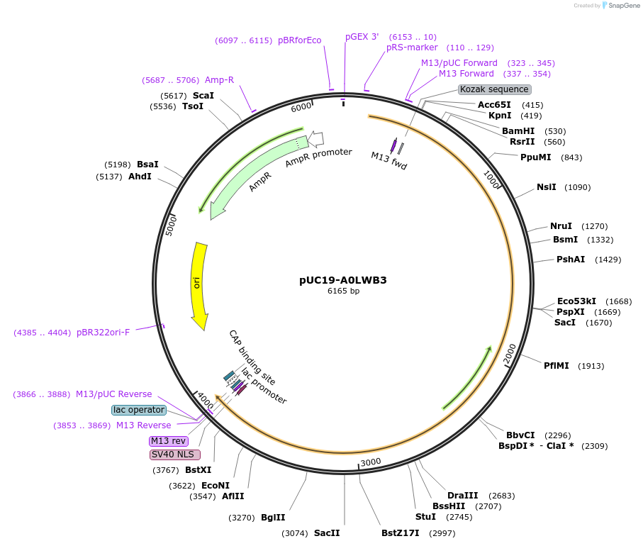 103070-plasmid-map-sequence-id-201692