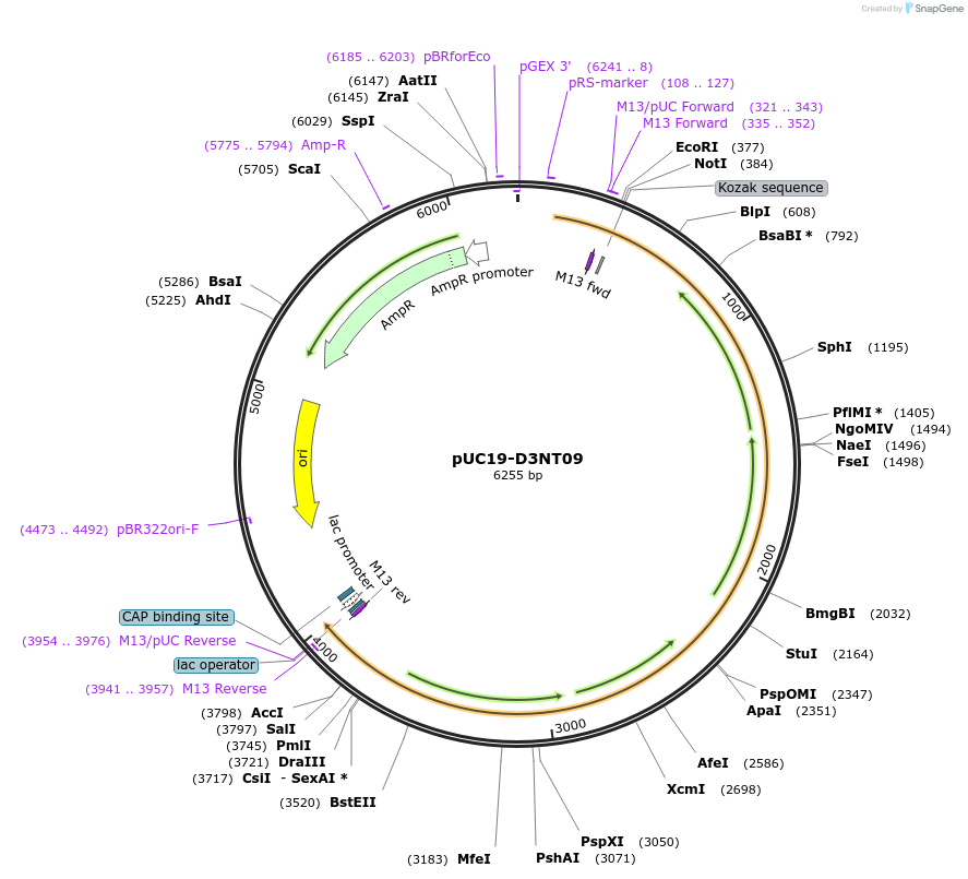 103074-plasmid-map-sequence-id-201713
