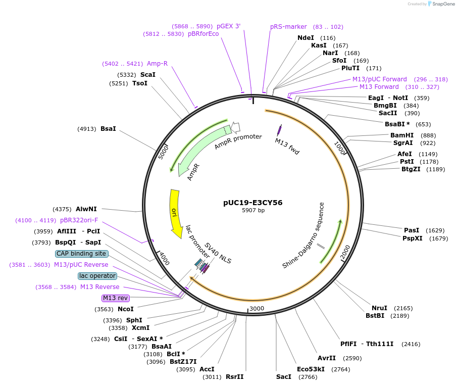 103075-plasmid-map-sequence-id-201714