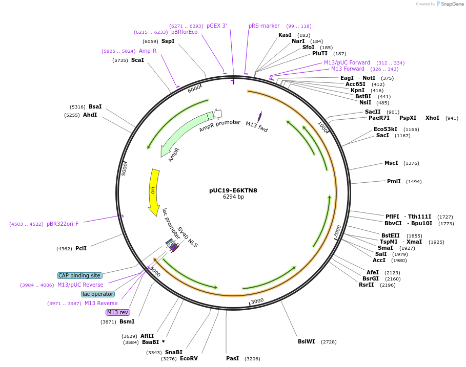 103076-plasmid-map-sequence-id-201715