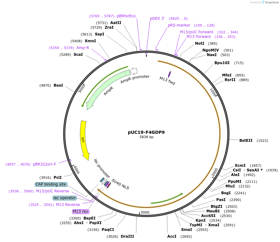 103077-plasmid-map-sequence-id-201717