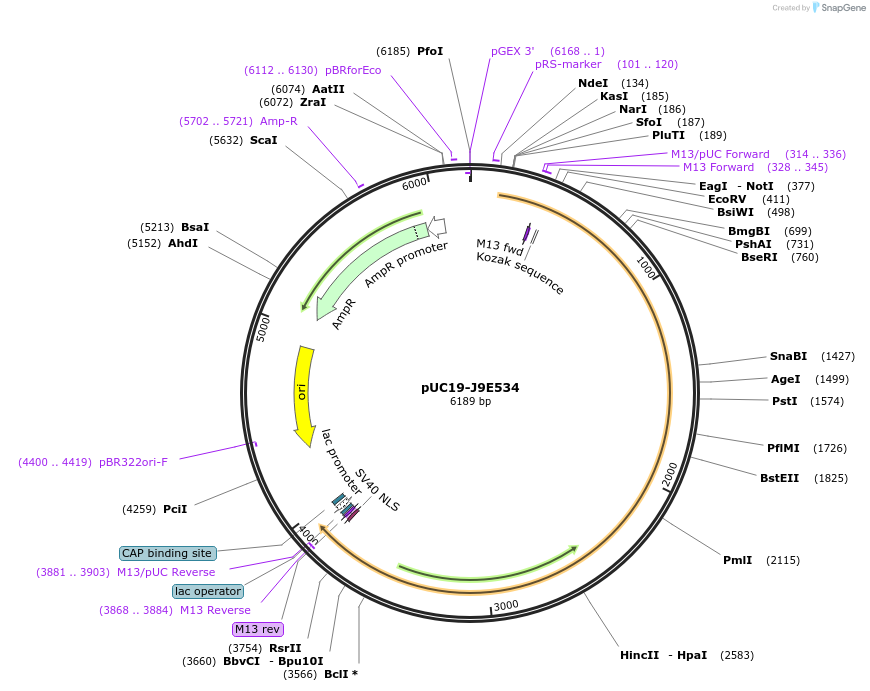 103078-plasmid-map-sequence-id-201718