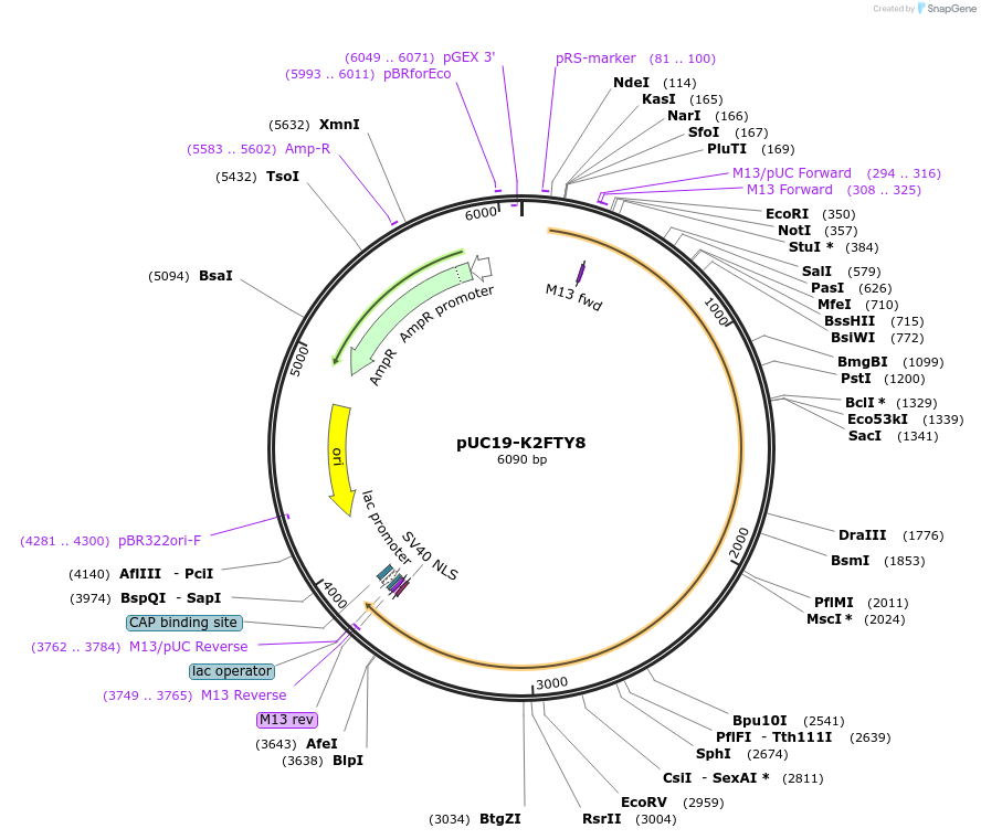 103079-plasmid-map-sequence-id-201719