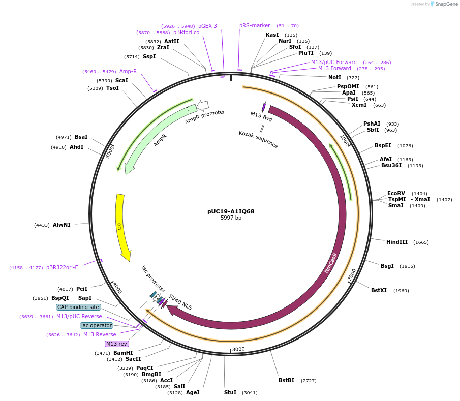 103080-plasmid-map-sequence-id-201720