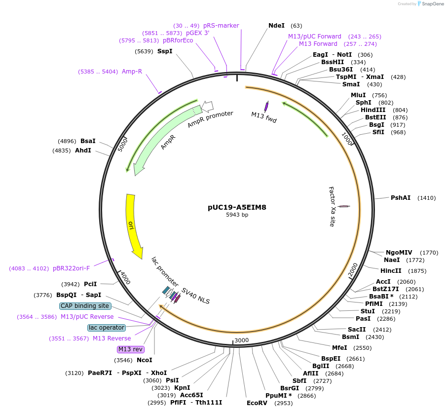 103081-plasmid-map-sequence-id-201721