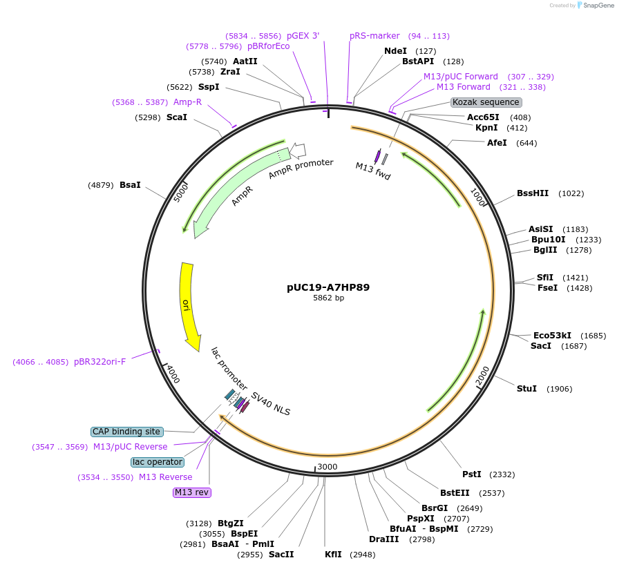 103082-plasmid-map-sequence-id-201722