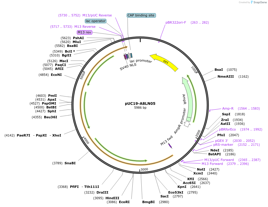 103083-plasmid-map-sequence-id-201724