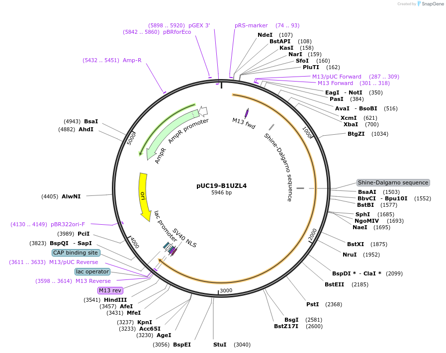 103085-plasmid-map-sequence-id-201733