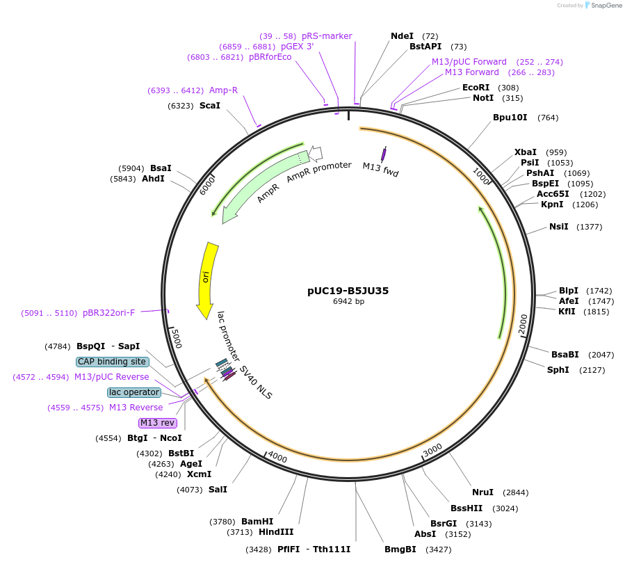 103087-plasmid-map-sequence-id-201737