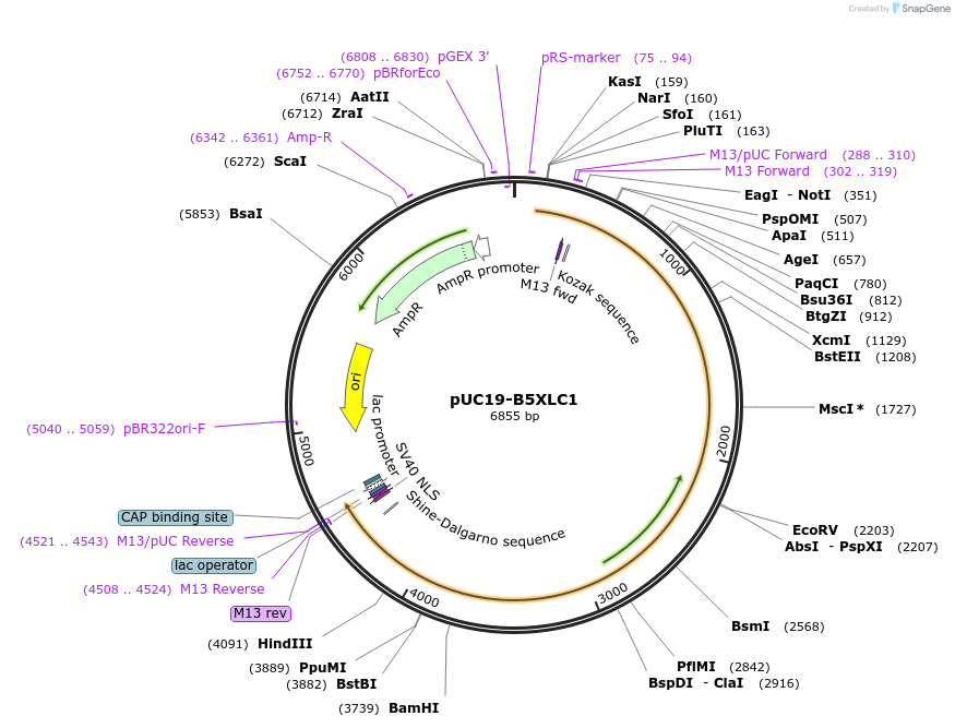 103088-plasmid-map-sequence-id-201738
