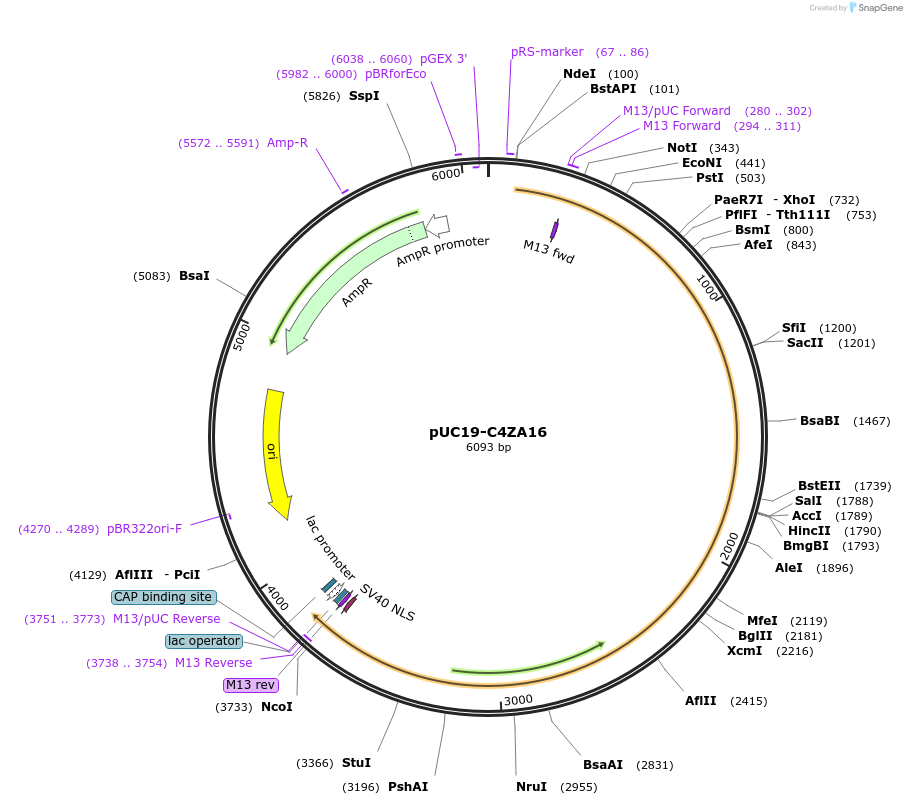 103090-plasmid-map-sequence-id-201740