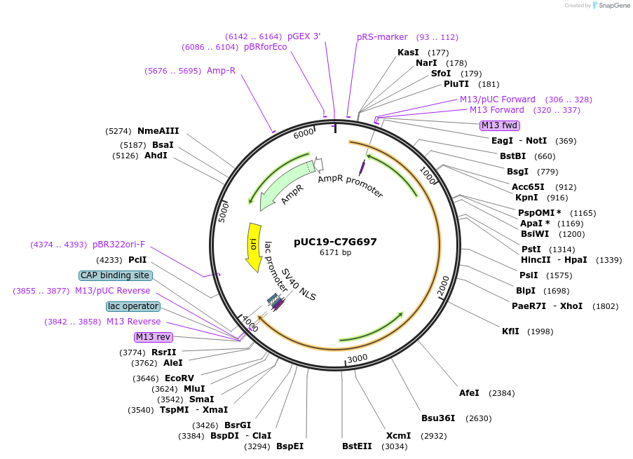103091-plasmid-map-sequence-id-201802