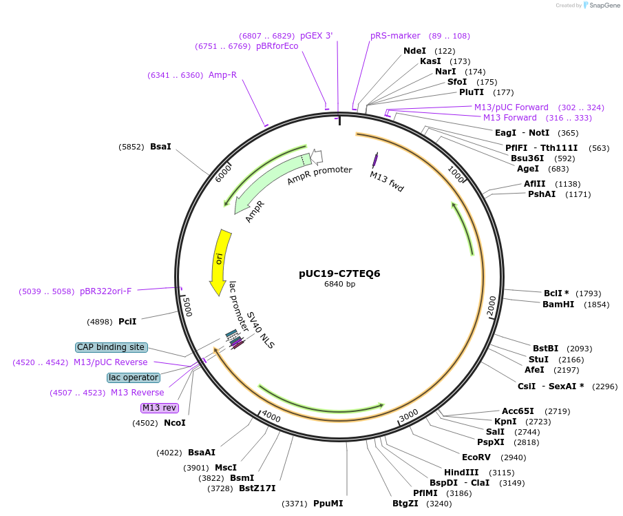 103092-plasmid-map-sequence-id-201803