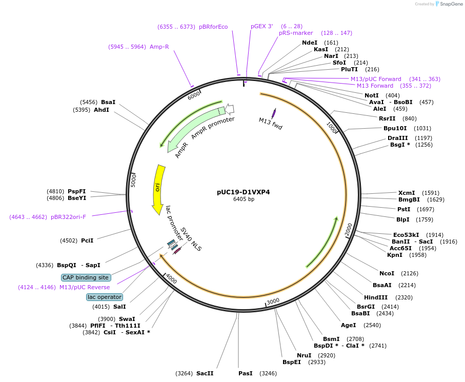 103093-plasmid-map-sequence-id-201804