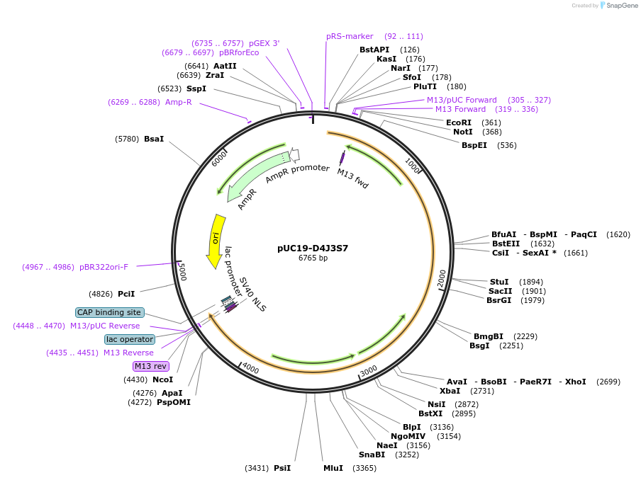 103096-plasmid-map-sequence-id-201806