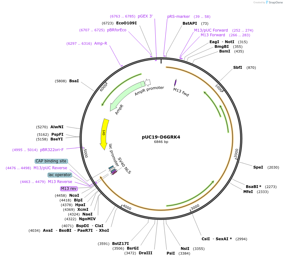 103097-plasmid-map-sequence-id-201807