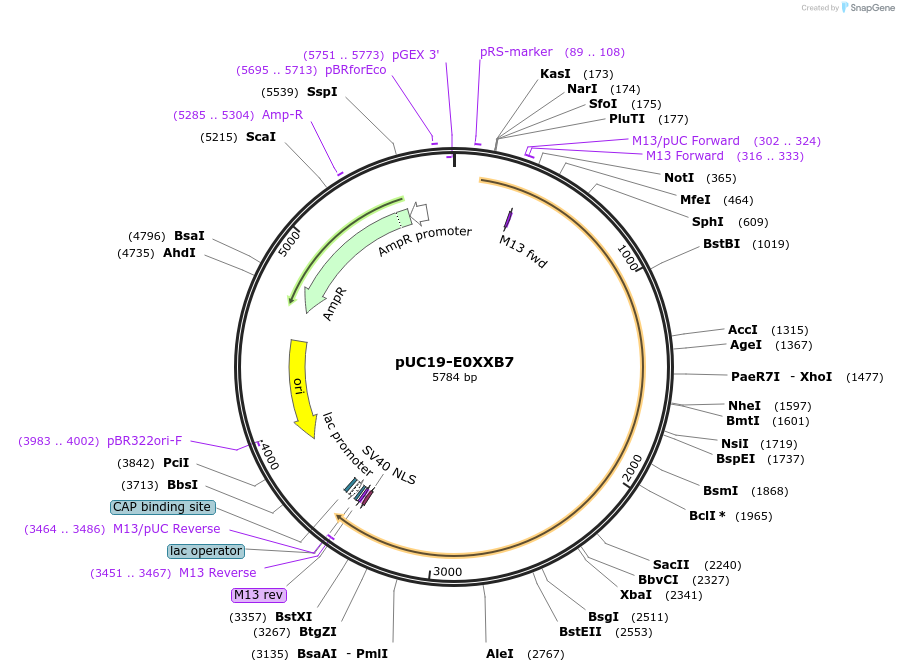 103098-plasmid-map-sequence-id-201808