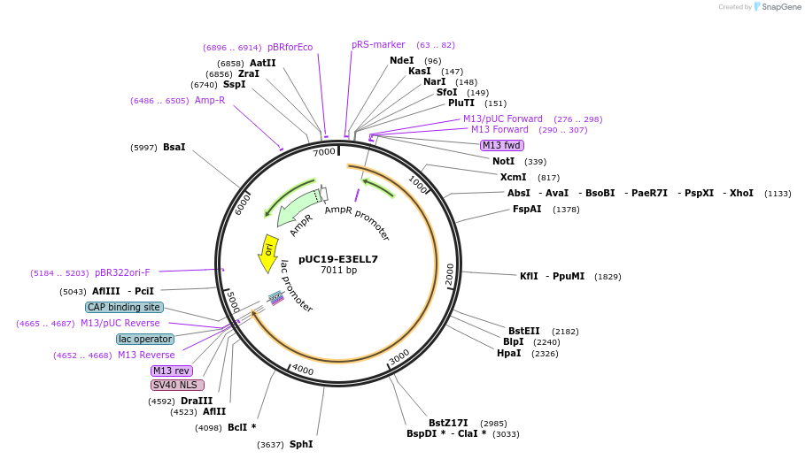103099-plasmid-map-sequence-id-201809