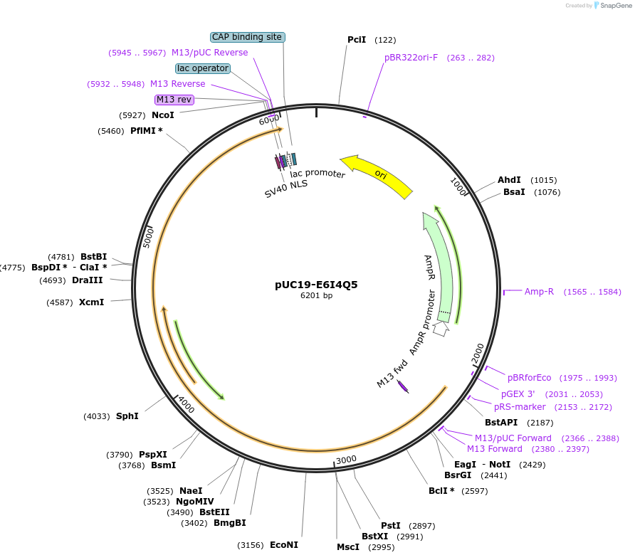 103101-plasmid-map-sequence-id-201810