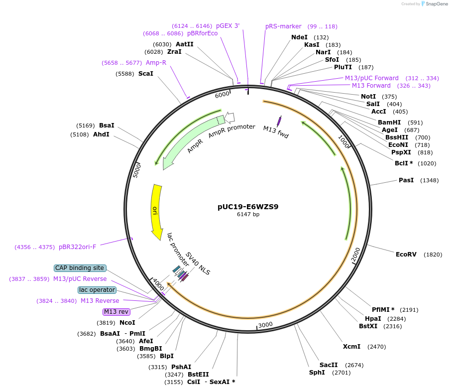 103103-plasmid-map-sequence-id-201812