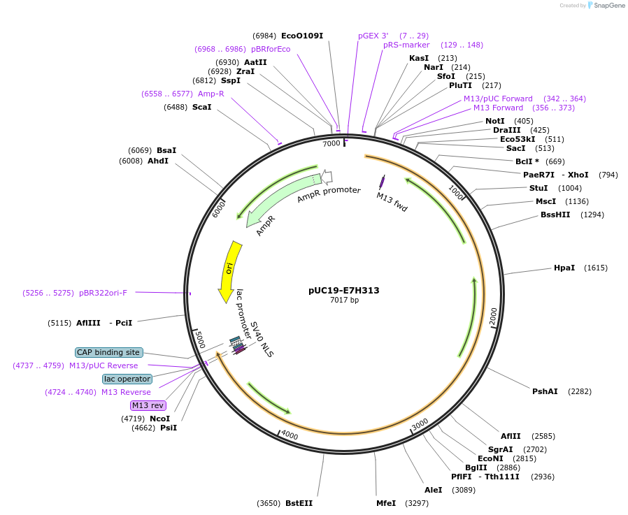 103104-plasmid-map-sequence-id-201813