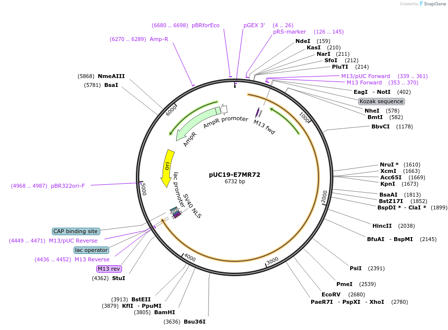 103105-plasmid-map-sequence-id-201814