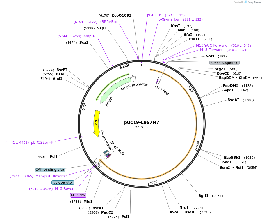 103106-plasmid-map-sequence-id-201815
