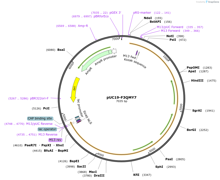 103107-plasmid-map-sequence-id-201816
