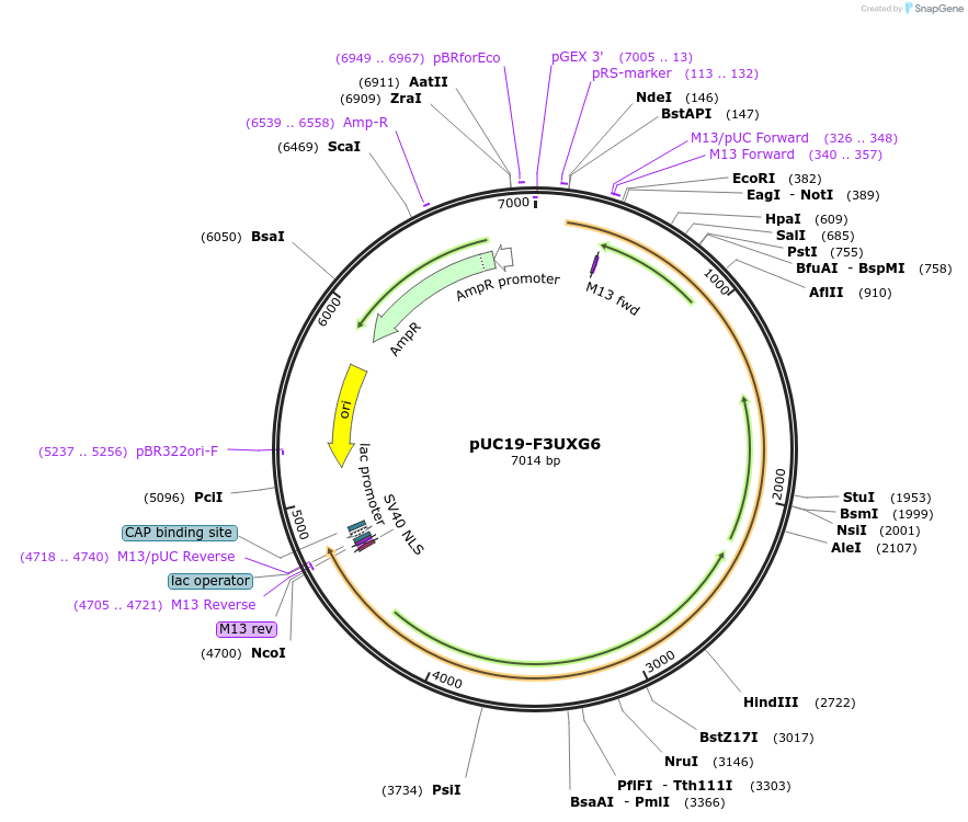 103108-plasmid-map-sequence-id-201817