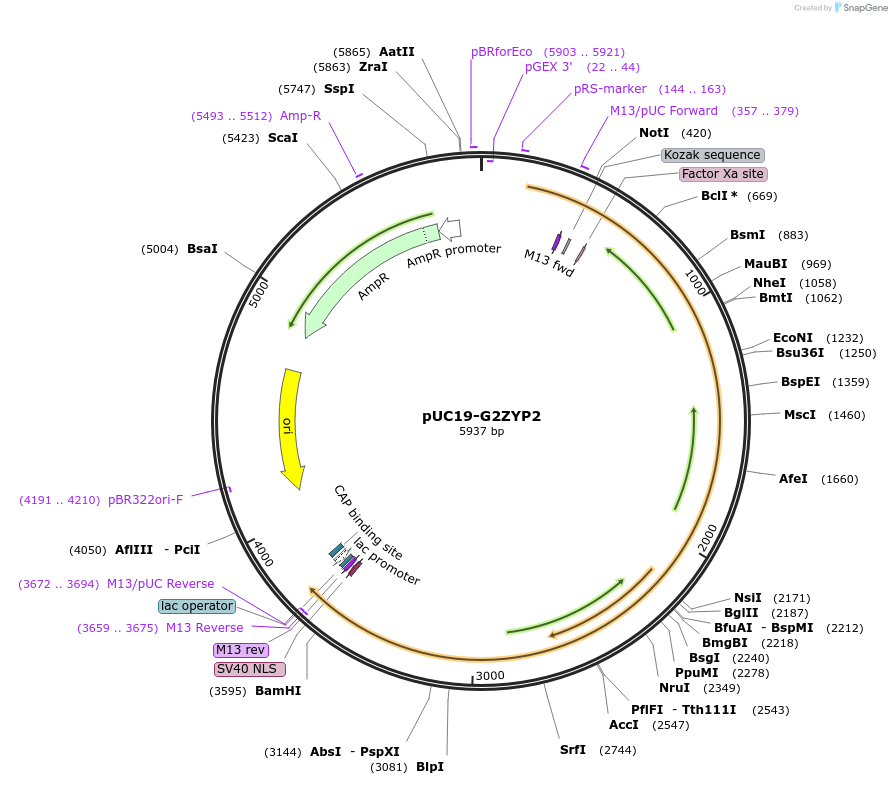 103110-plasmid-map-sequence-id-201819