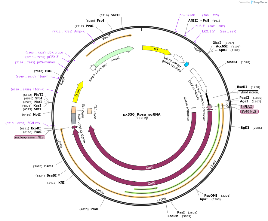 97007-plasmid-map-sequence-id-201822