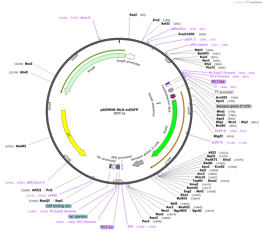 105527-plasmid-map-sequence-id-201844