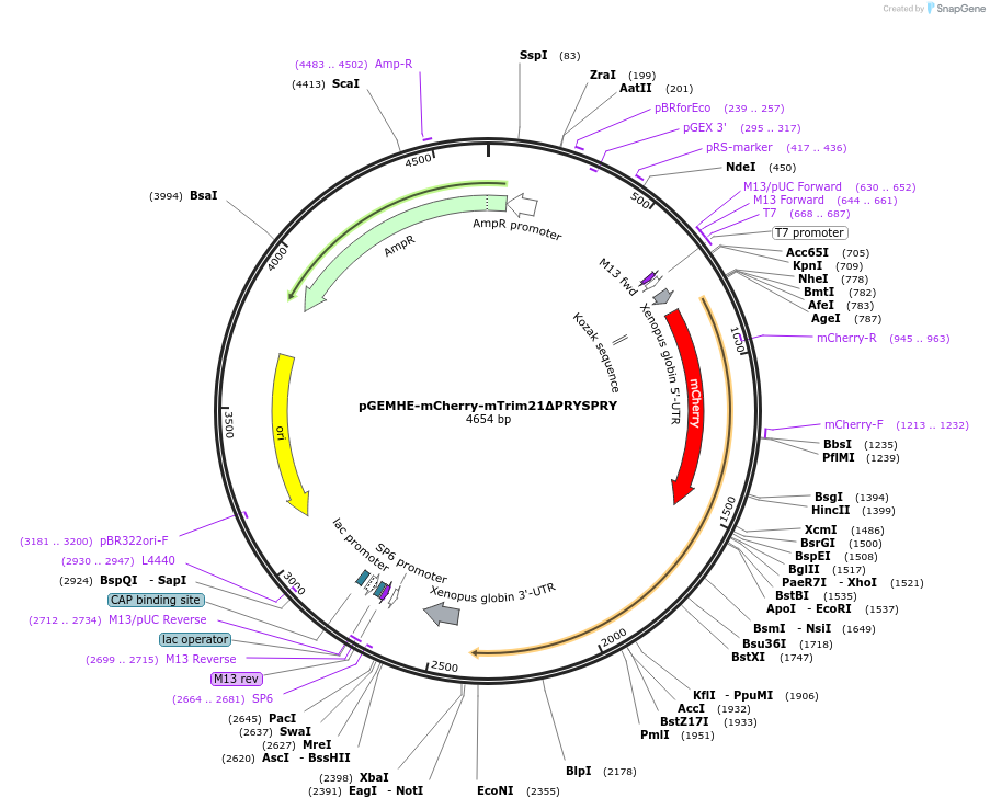 105524-plasmid-map-sequence-id-201846