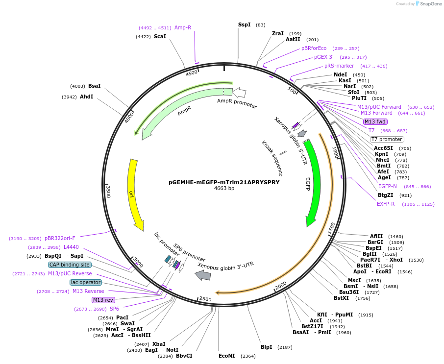 105521-plasmid-map-sequence-id-201848