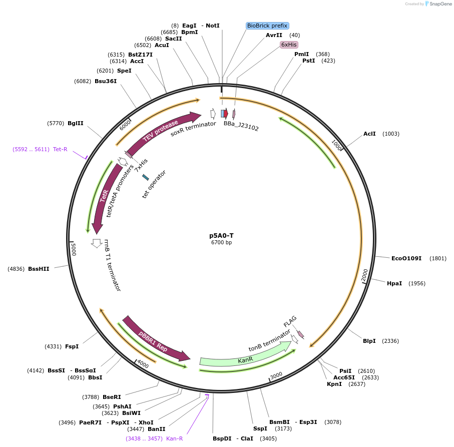 92016-plasmid-map-sequence-id-201851