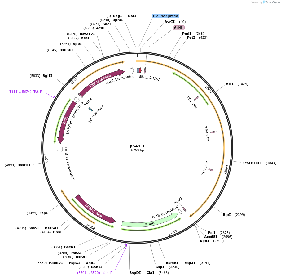 92017-plasmid-map-sequence-id-201852