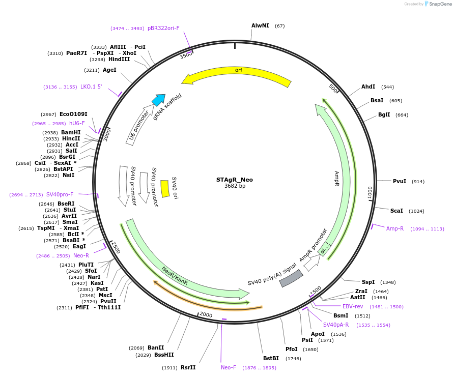 102992-plasmid-map-sequence-id-201857
