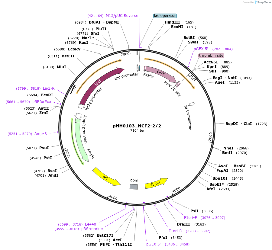 91488-plasmid-map-sequence-id-201858