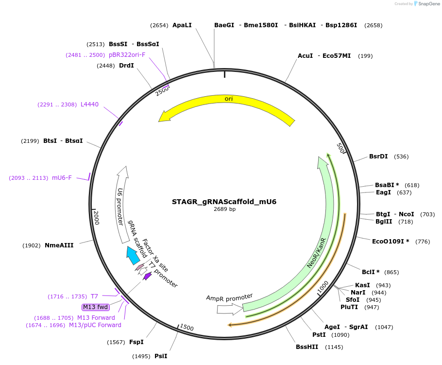 102844-plasmid-map-sequence-id-201859