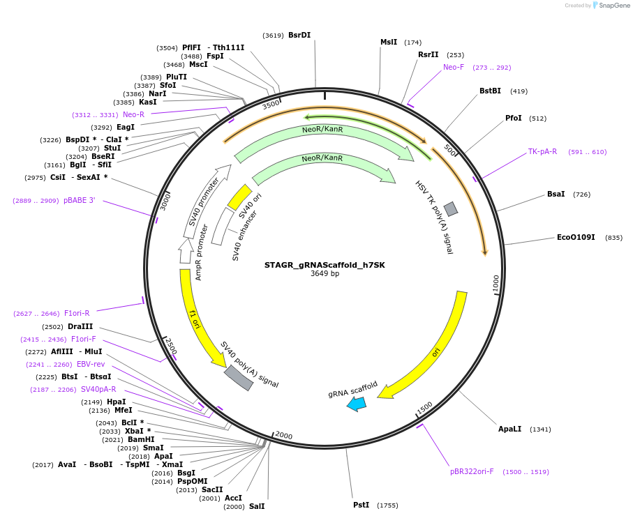 102842-plasmid-map-sequence-id-201860