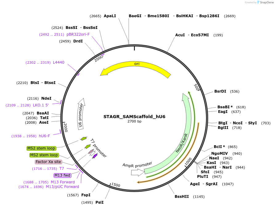 102843-plasmid-map-sequence-id-201861