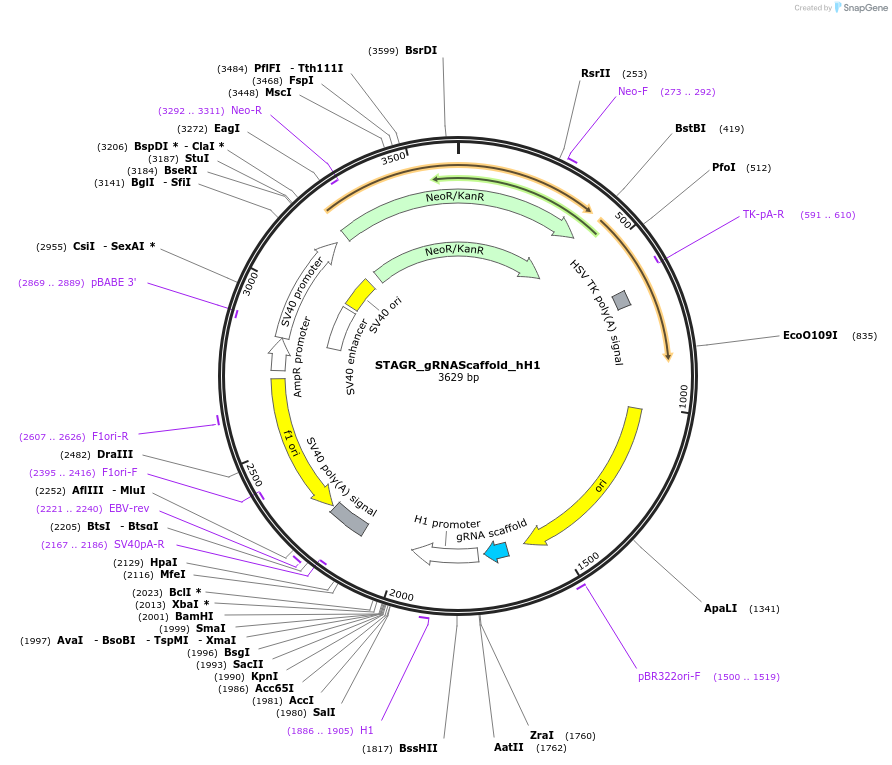 102841-plasmid-map-sequence-id-201863