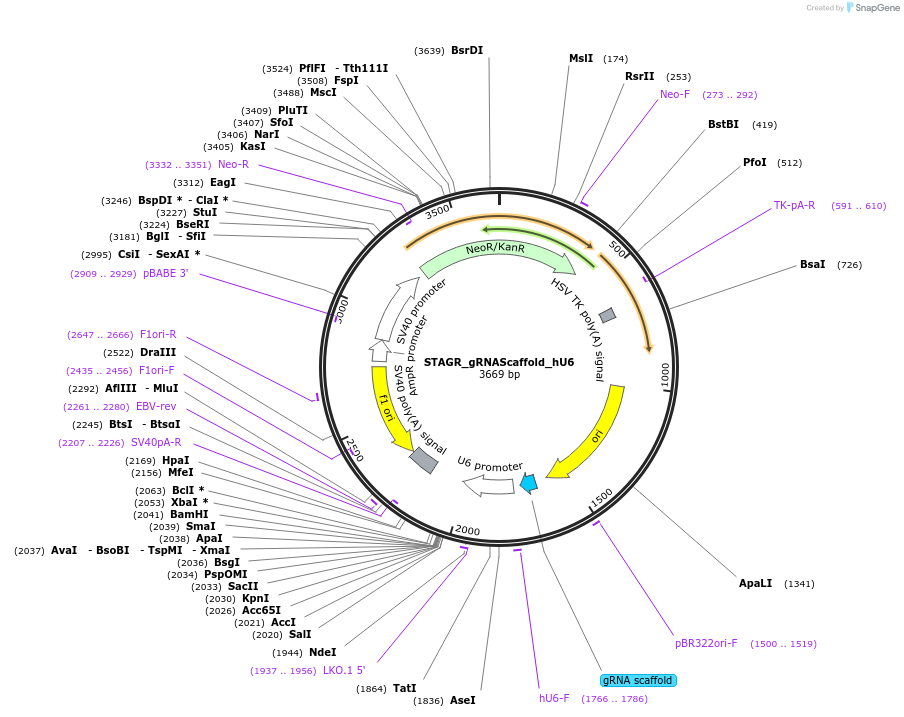102840-plasmid-map-sequence-id-201864