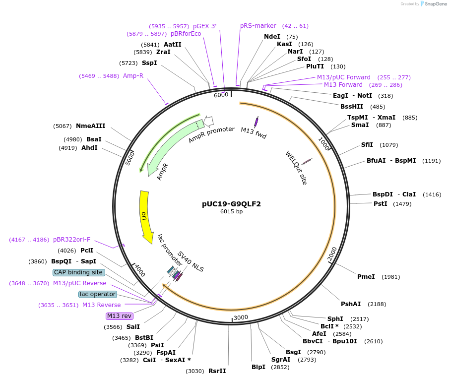 103111-plasmid-map-sequence-id-201867