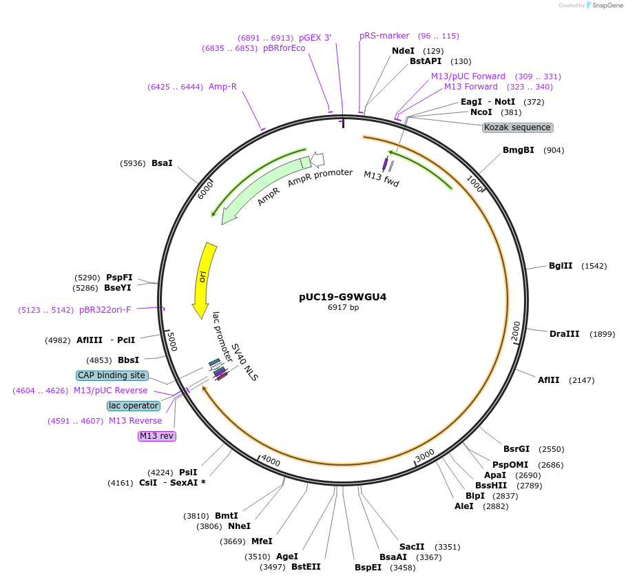 103112-plasmid-map-sequence-id-201871